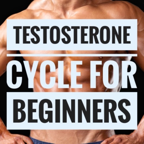 Testosterone Cyp + Proviron Cycle for Beginners
