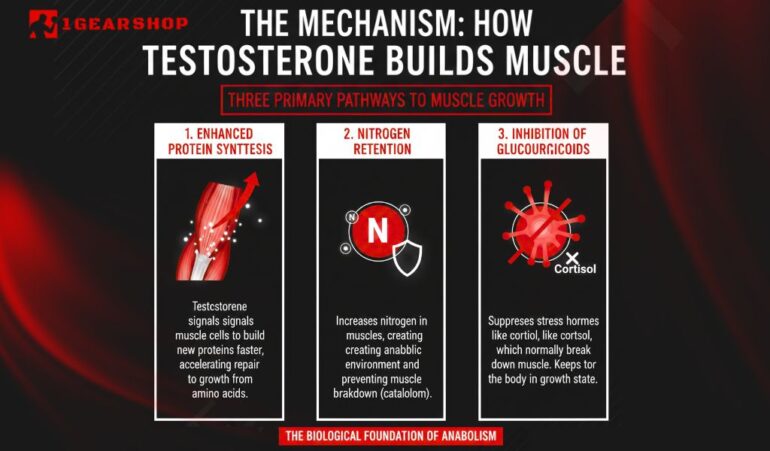 The Mechanism How These Products Actually Build Muscle